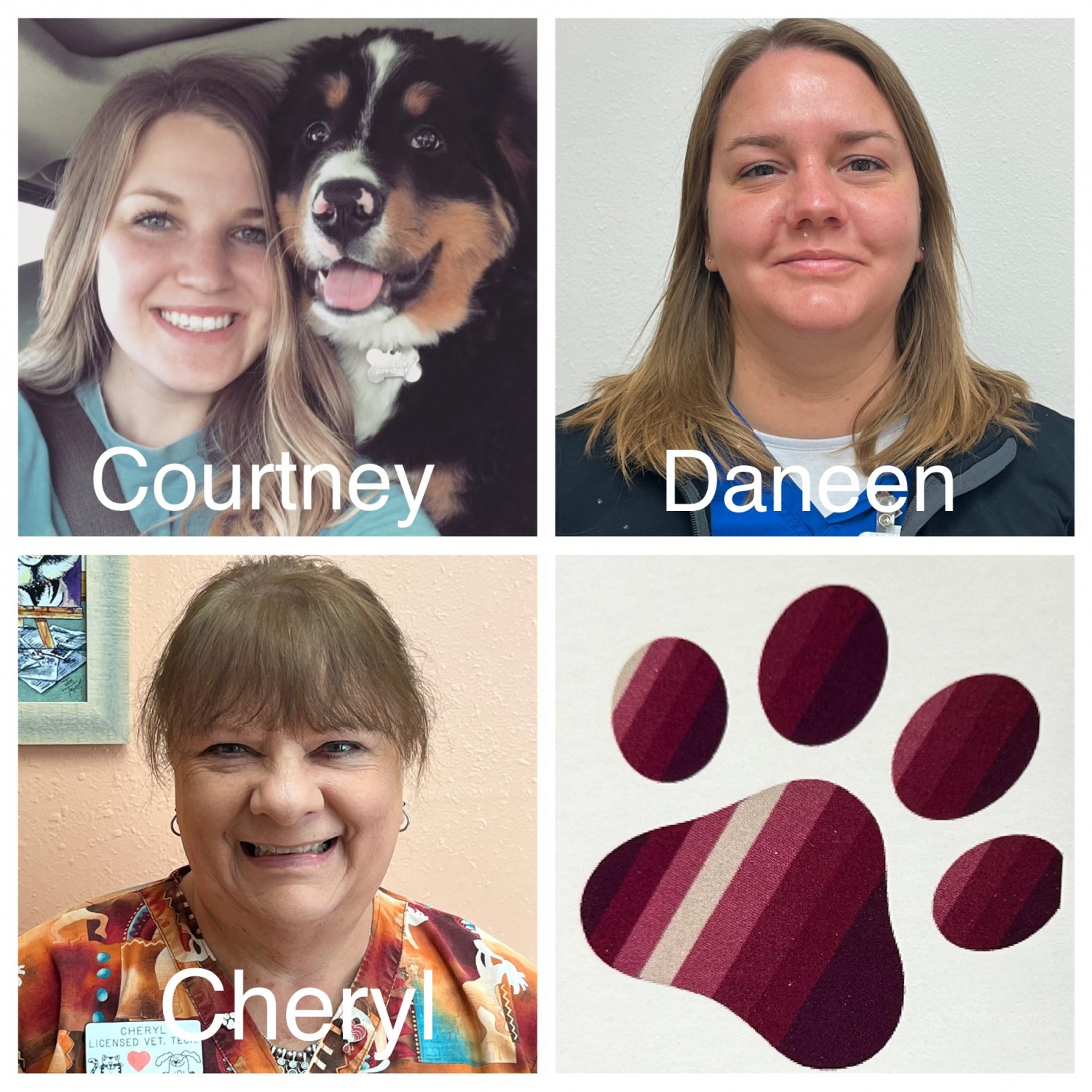 Veterinary Technicians Courtney, Daneen and Cheryl